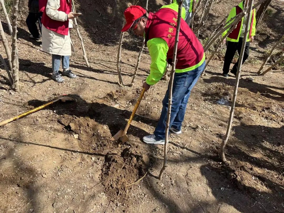 植”此青绿 共护家园——蓬建集团积极组织青年员工参加义务植树活动(图2) 植”此青绿 共护家园——蓬建集团积极组织青年员工参加义务植树活动(图2)